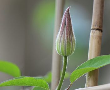 Close-up of plant against blurred background