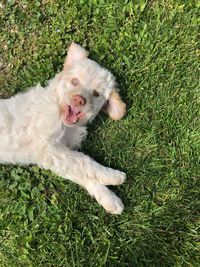 High angle view of dog lying on field