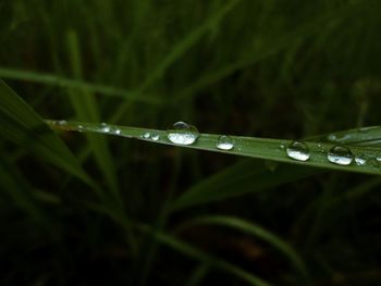 Close-up of water drops on blade of grass