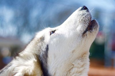 Close-up of husky howling