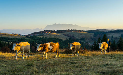 Herd of cows returning from pasturing in idyllic countryside of transylvania 