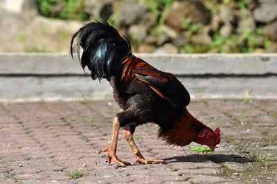 Close-up of a rooster