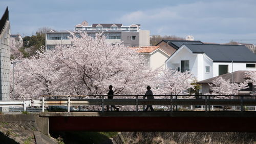 People on cherry blossom by buildings in city