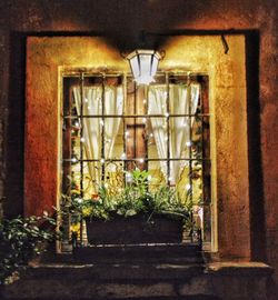 Plants seen through window