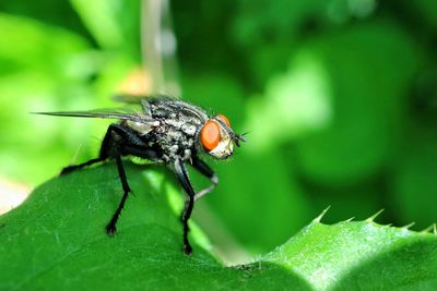 Close-up of fly on leaf