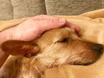 Close-up of hand with dog