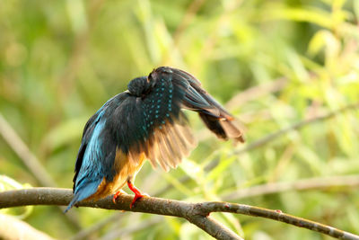 Close-up of bird perching on branch