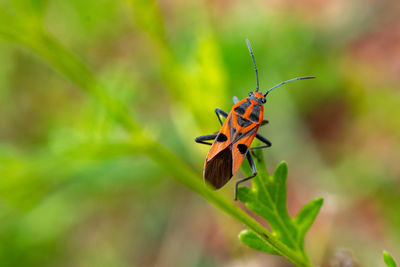 The closeup of colourful insect on green leaf