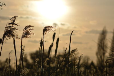 Scenic view of field against cloudy sky