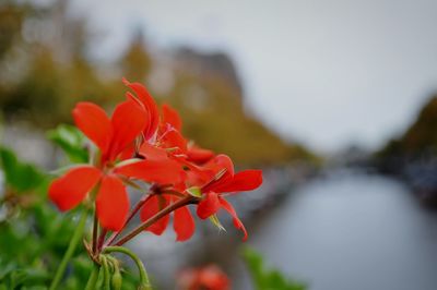 Close-up of red flowers blooming outdoors