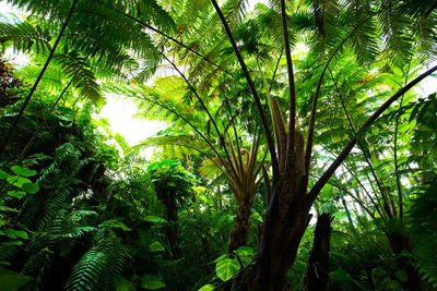 Low angle view of trees in forest