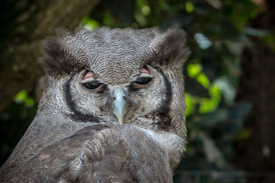 Close-up portrait of a owl