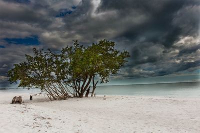 Trees on beach against cloudy sky