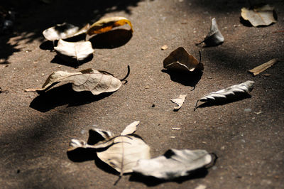 High angle view of dry leaves on street