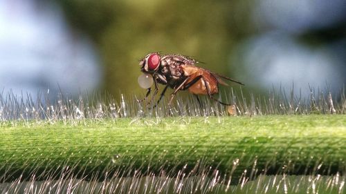 Close-up of insect on grass