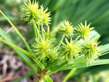 Close-up of plant