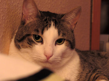 Close-up portrait of cat