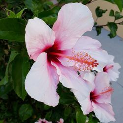 Close-up of pink hibiscus flower