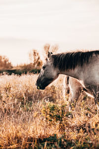 Side view of a horse on field