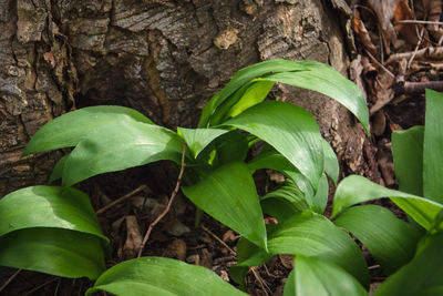 Close-up of fresh green plant