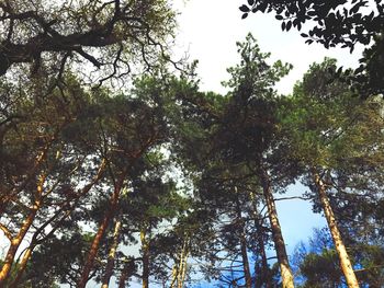 Low angle view of trees against sky