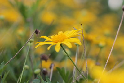 Close-up of butterfly pollinating on yellow flower