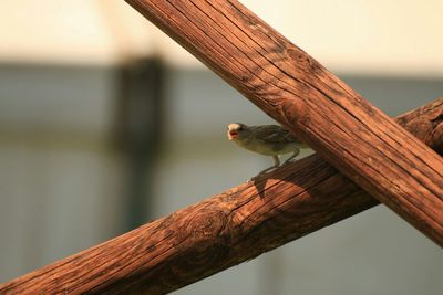 Bird perching on wooden wall