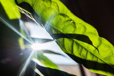 Low angle view of sunlight streaming through plant