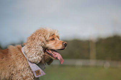 Close-up of dog against sky