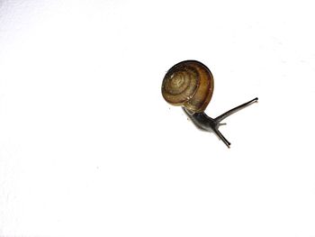 snail