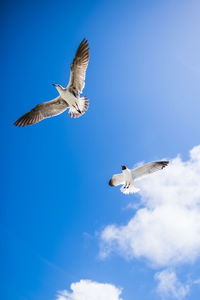 Low angle view of seagulls flying