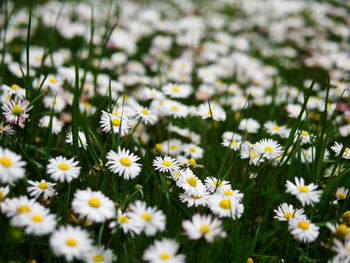 Close-up of daisy flowers on field