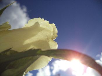 Low angle view of flowering plant against bright sun