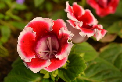 Close-up of red flowers