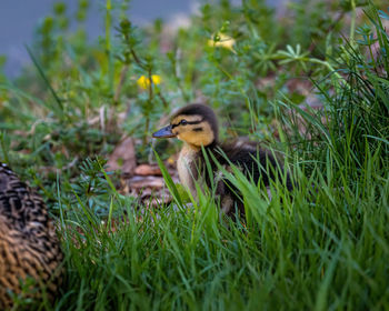 Bird in a field