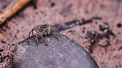 Close-up of insect on rock