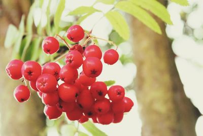 Close-up of cherries growing on tree