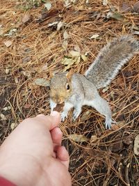 Cropped image of man feeding squirrel