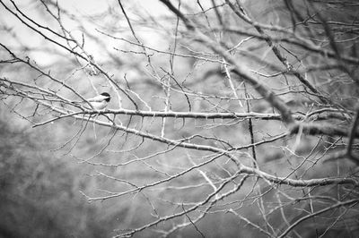 Full frame shot of tree against sky