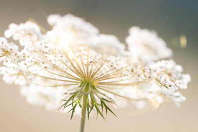 Close-up of white flowering plant