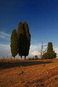 Trees on field against clear blue sky