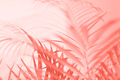 Full frame shot of feather