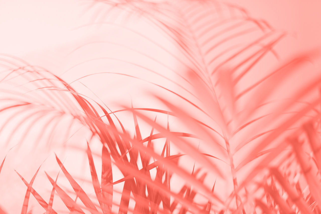 FULL FRAME SHOT OF PINK FEATHER