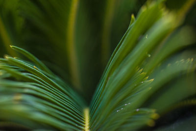 Close-up of wet plant