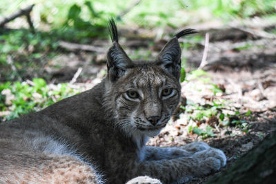 Portrait of cat relaxing on land