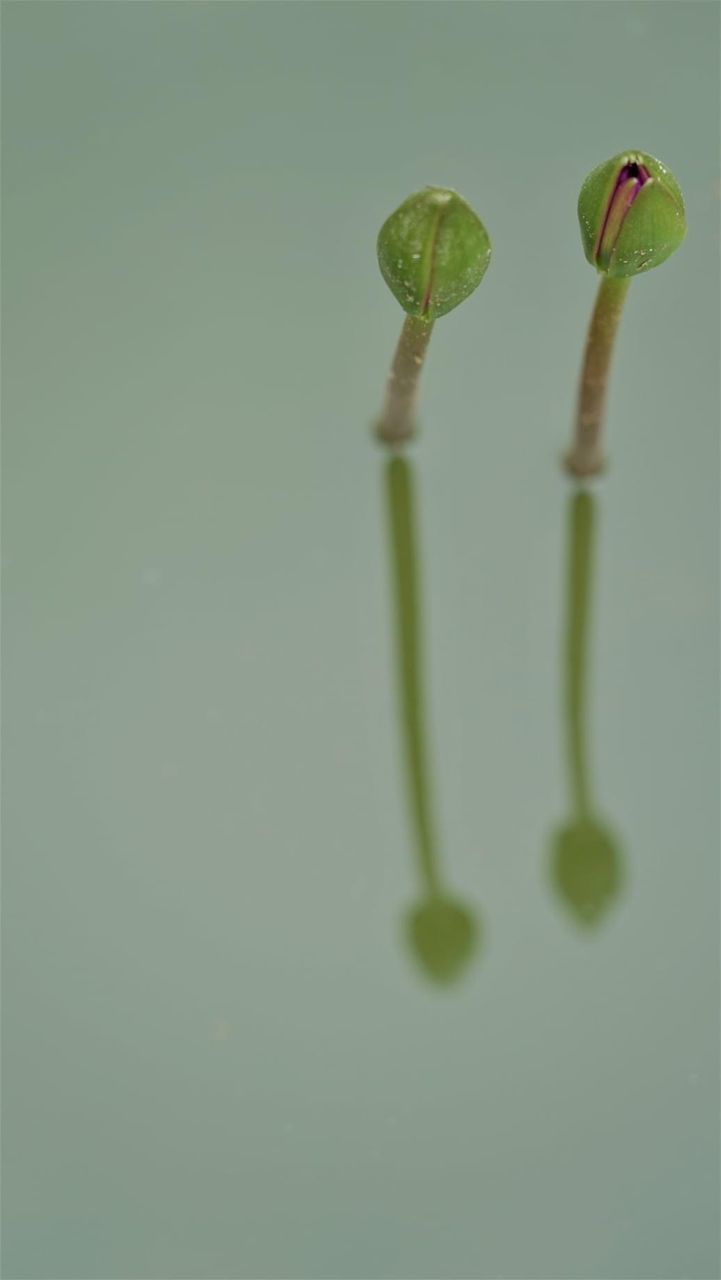 CLOSE-UP OF FRESH GREEN LEAF ON PLANT