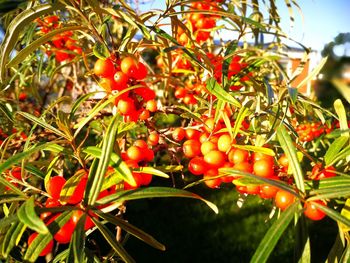 Close-up of red berries on tree