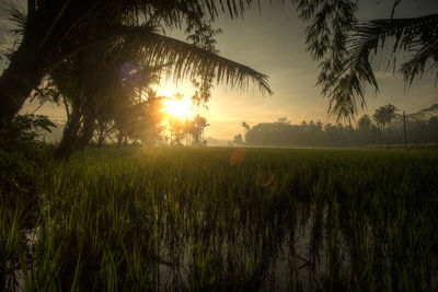 Scenic view of field against sky at sunset