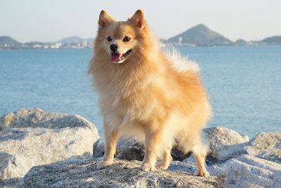 Pomeranian dog standing gracefully on a rock.the sea in the background.