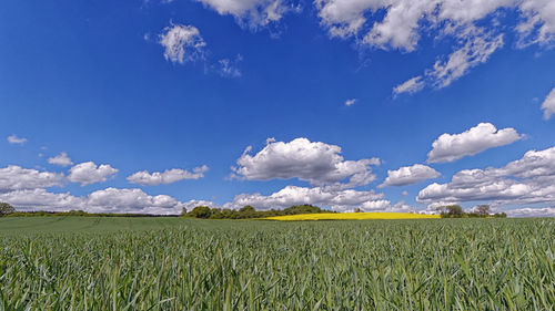 Scenic view of agricultural field against sky